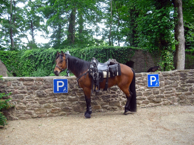 sellier-CAVALAIRE SUR MER-min_horse-350390